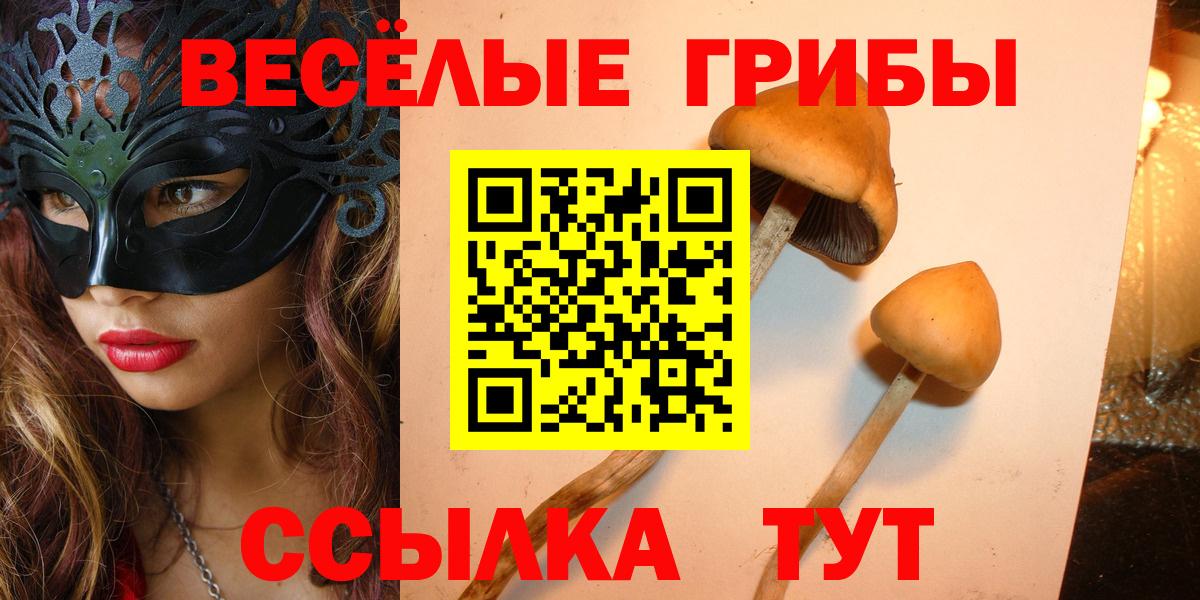 Галлюциногенные грибы Psilocybine cubensis Волжск